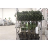 Ilex Mes Blue Maid 140cm Op Stam
