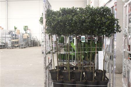 Ilex Mes Blue Maid 140cm Op Stam