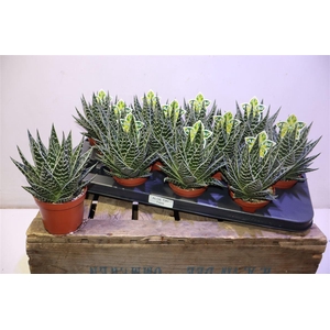 Aloe Tiki Tahi