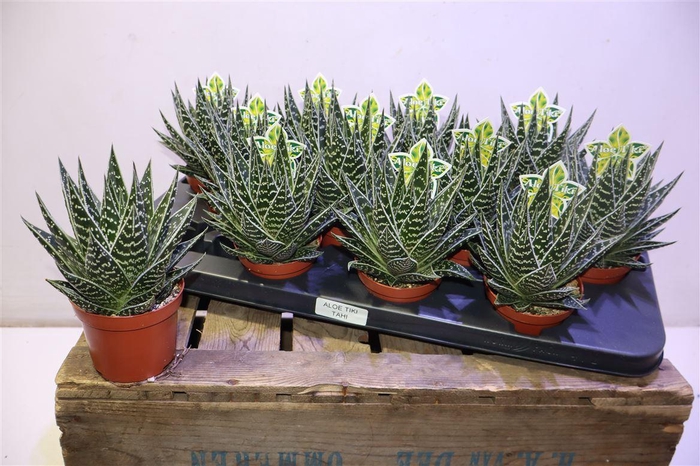 <h4>Aloe Tiki Tahi</h4>