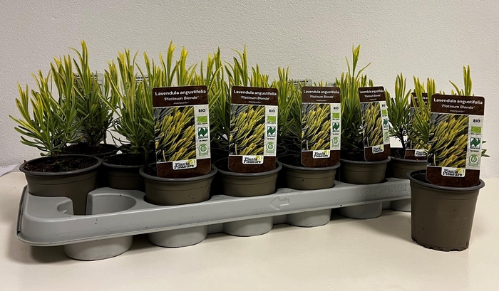 <h4>LAVAN ANGUSTIFOLIA</h4>