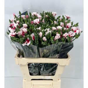 Dianthus Solomio Simply Cherry