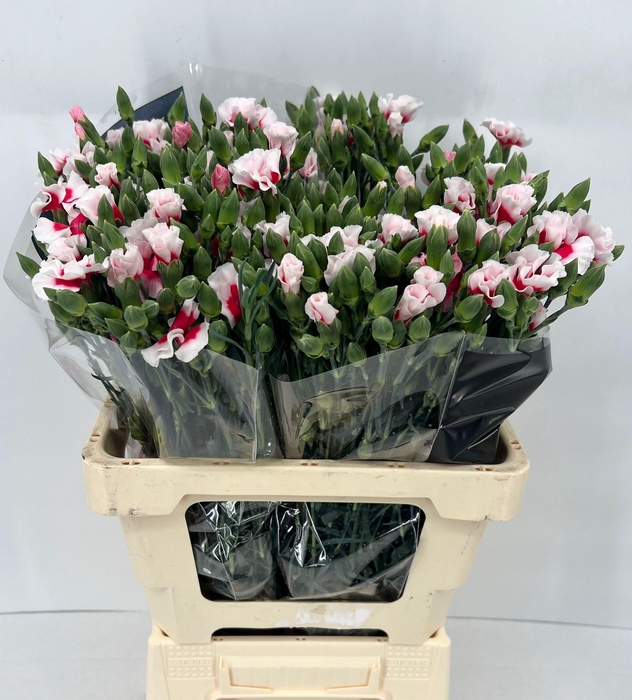 <h4>Dianthus Solomio Simply Cherry</h4>
