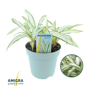 Carex siderostica Shiro