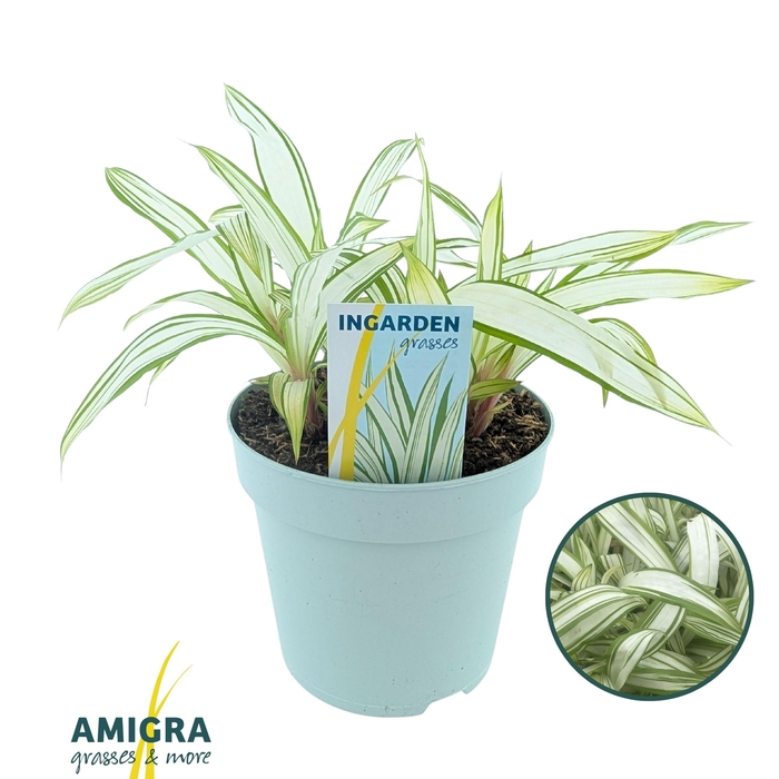 <h4>Carex siderostica Shiro</h4>