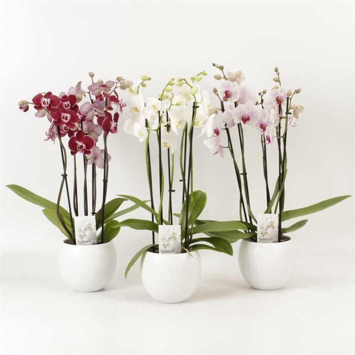 <h4>Phal Gemengd 5 Tak Keramiek Lisa Wit</h4>