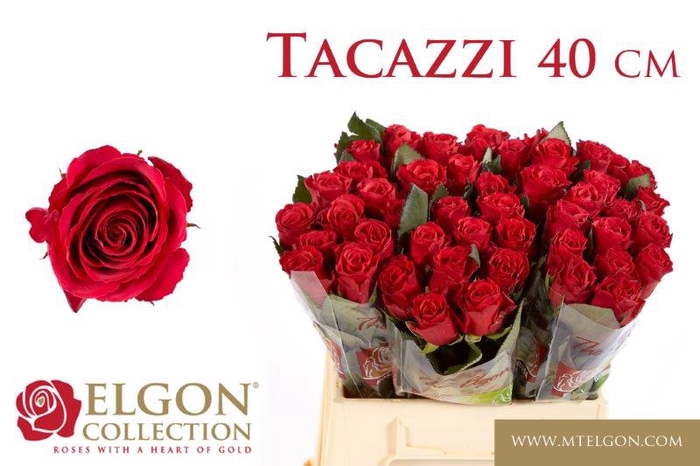 <h4>R Gr Tacazzi+</h4>