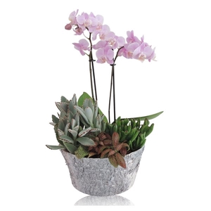 Collectie Betula Arrangement Phalaenopsis in Berkenpot 20 cm