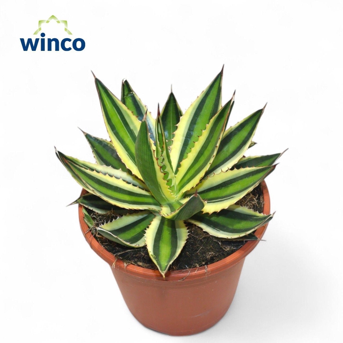 <h4>Agave ssp. Mediopicta</h4>