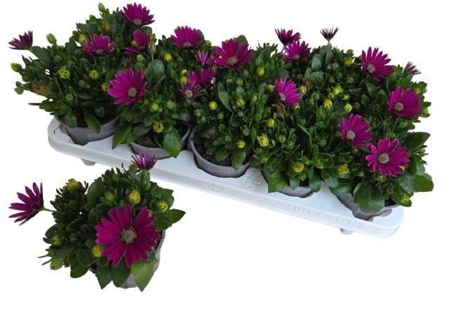 <h4>Osteo Fp Purple</h4>