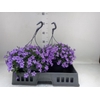 Campanula porten. 'Catharina'