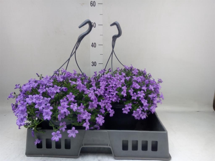 Campanula porten. 'Catharina'