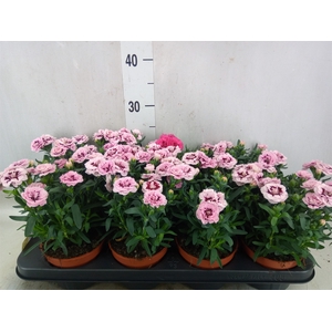 Dianthus  'Oscar Purple Star'