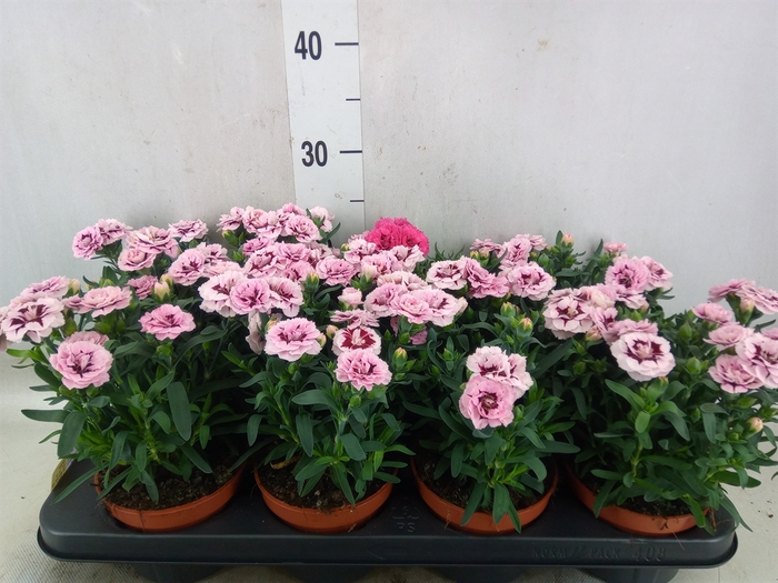 <h4>Dianthus  'Oscar Purple Star'</h4>