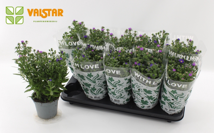 <h4>ASTER NB OV</h4>