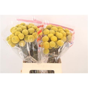 Craspedia Paintball Pop