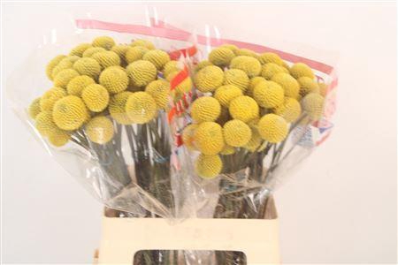 <h4>Craspedia Paintball Pop</h4>