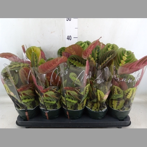 Maranta leuc. 'Fascinator'