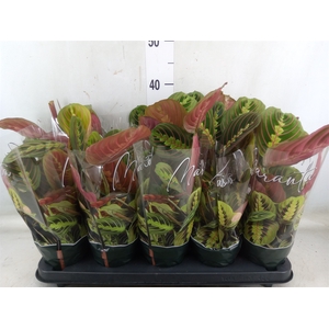 Maranta leuc. 'Fascinator'