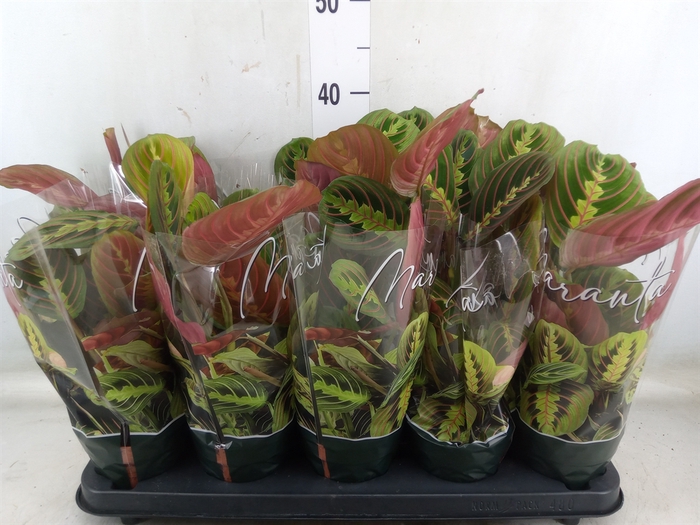 <h4>Maranta leuc. 'Fascinator'</h4>