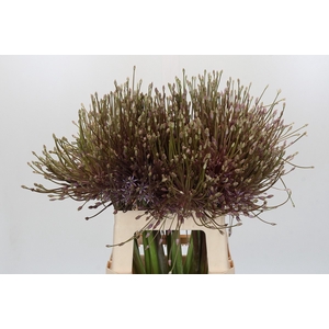 Allium Schubertii