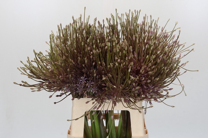 <h4>Allium Schubertii</h4>