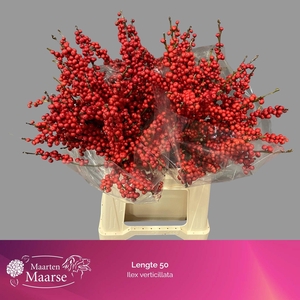 Ilex verticillata L5