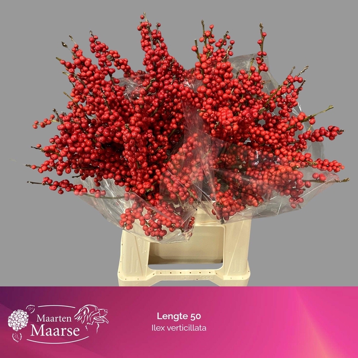 <h4>Ilex verticillata L5</h4>