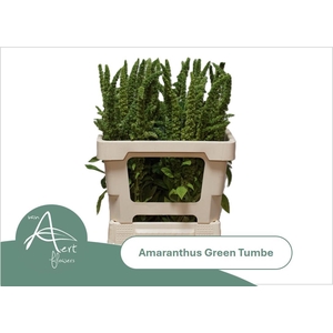 AMAR GREEN THUMB