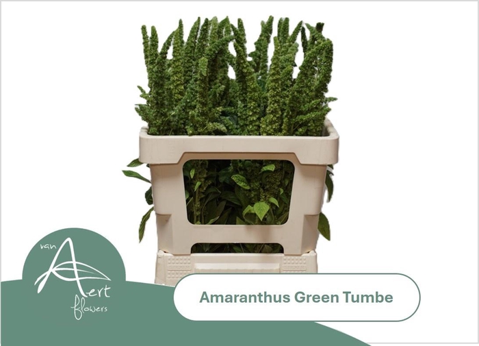 <h4>AMAR GREEN THUMB</h4>