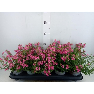 Diascia  'My Darling Berry'
