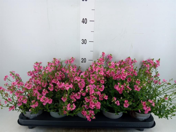 <h4>Diascia  'My Darling Berry'</h4>