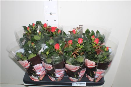 <h4>Ro Patiohit Red</h4>
