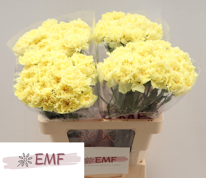 <h4>DI ST HERMES</h4>