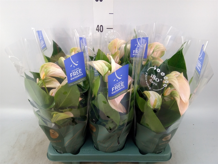 <h4>Anthurium andr. 'Joli Peach'</h4>