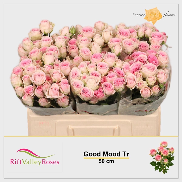 <h4>R TR GOOD MOOD</h4>