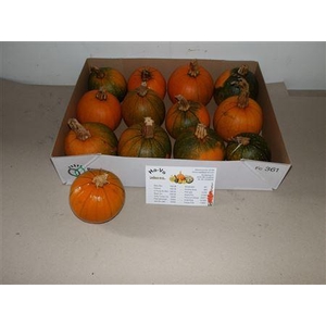 Cuc Maxima Halloween
