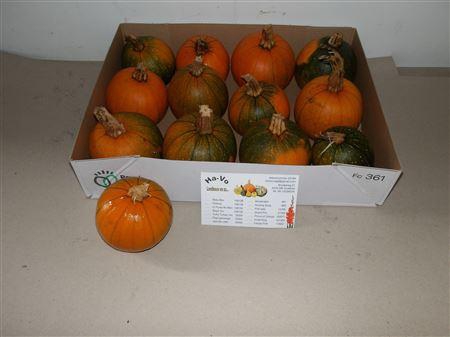 <h4>Cuc Maxima Halloween</h4>