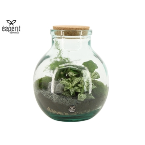 90076: Terrarium arrangement