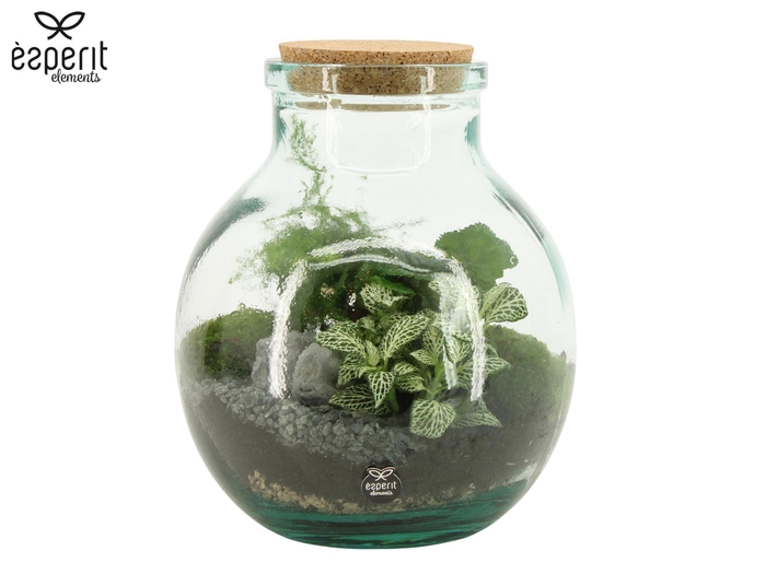 <h4>90076: Terrarium arrangement</h4>