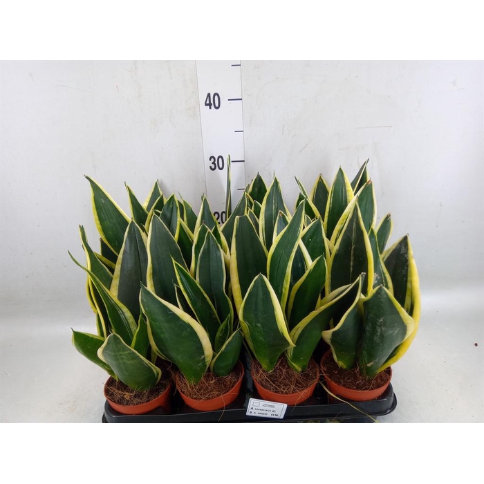 <h4>Sansevieria trifa. 'Black Gold'</h4>