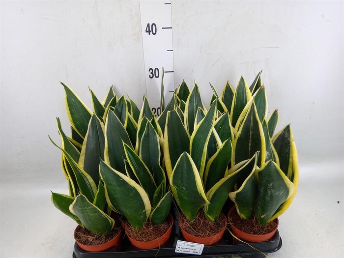 <h4>Sansevieria trifa. 'Black Gold'</h4>
