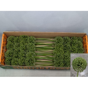 Allium Zaadbollen