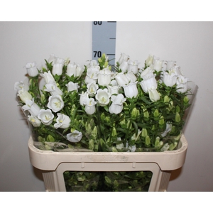 CAMP M CHAMPION WHIT