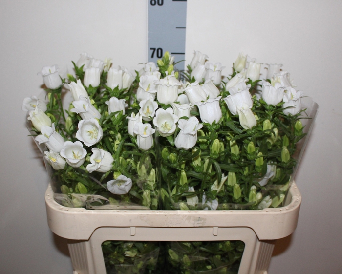 <h4>CAMP M CHAMPION WHIT</h4>