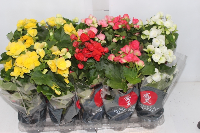 <h4>BEGONIA P11</h4>