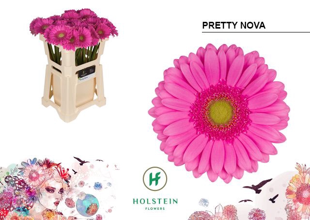 <h4>Gerbera Pretty Nova Water x40</h4>