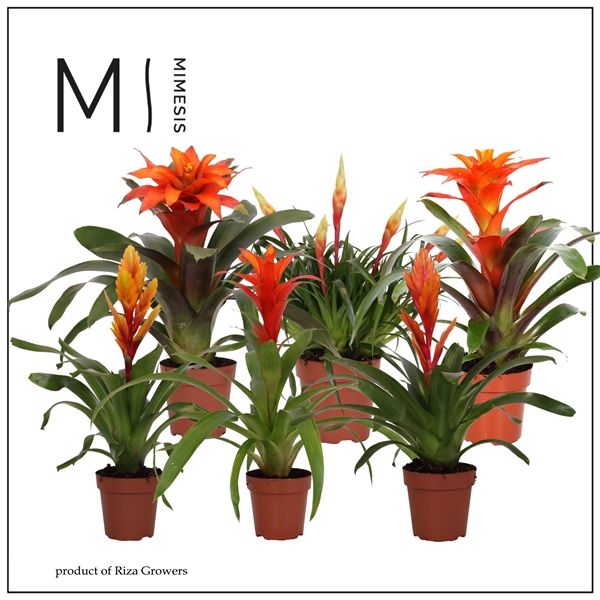 <h4>Mimesis Bromelia Orange Family - 12 cm</h4>