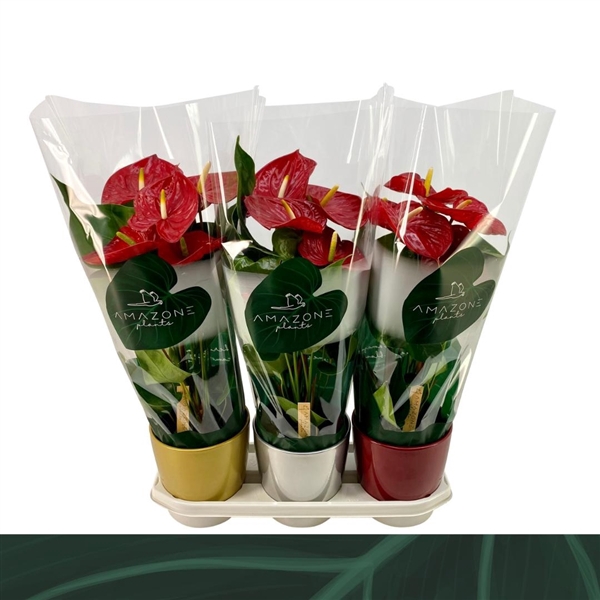 <h4>Anthurium Andreanum Grp Nevada</h4>