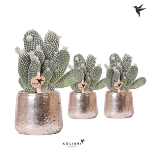 Kolibri Greens Opuntia white in Luxury pot silver